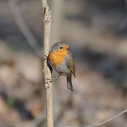 Starlens SL500F63 Objectif catadioptrique monture T 500mm F6.3